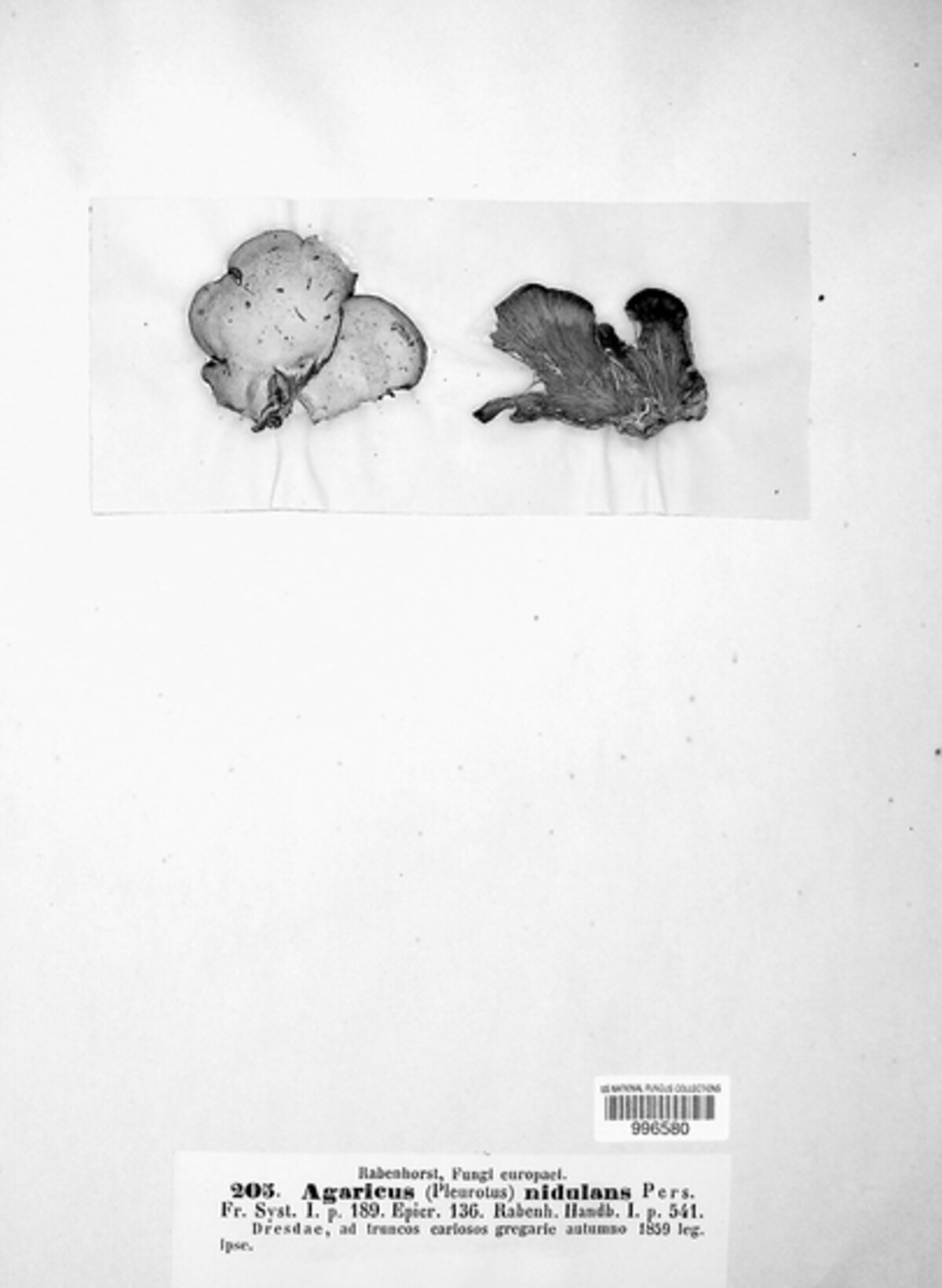 Hapalopilus rutilans image